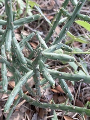 Cylindropuntia leptocaulis