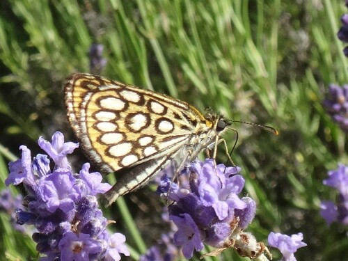 Sedefasti debeloglavac (Heteropterus morpheus)