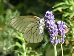 Aporia crataegi