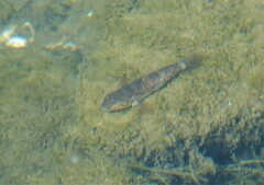 Neogobius melanostomus