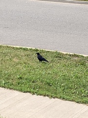 Corvus brachyrhynchos