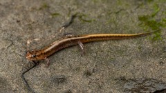 Desmognathus ochrophaeus