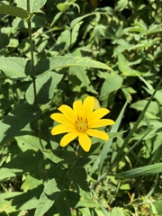 Helianthus divaricatus