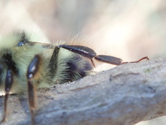 Bombus vancouverensis