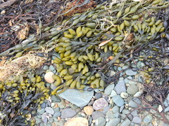 Fucus spiralis