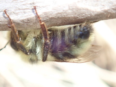 Bombus vancouverensis