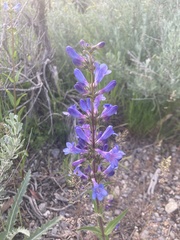 Penstemon nitidus