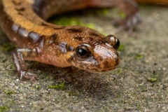 Desmognathus ochrophaeus