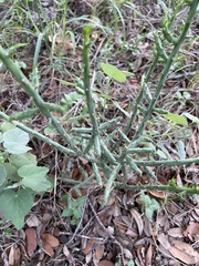 Cylindropuntia leptocaulis