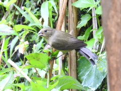 Sporophila nigricollis