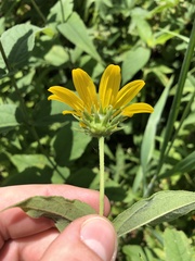 Helianthus divaricatus