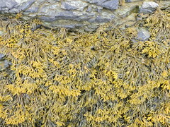 Pelvetia canaliculata