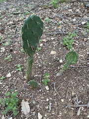 Opuntia lindheimeri