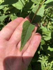 Helianthus divaricatus