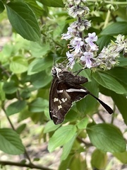Chioides albofasciatus