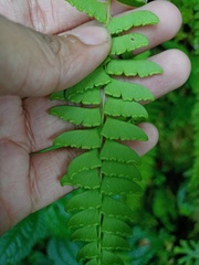 Osmolindsaea odorata