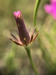 Sabatia decandra