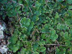 Peltigera leucophlebia