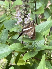 Chioides albofasciatus