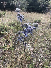 Eryngium amethystinum