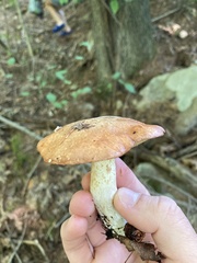 Suillus weaverae