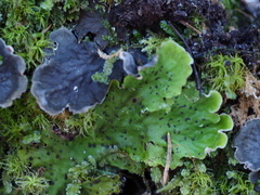 Peltigera leucophlebia