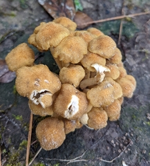 Desarmillaria