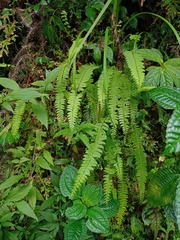 Osmolindsaea odorata