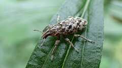 Cyphocleonus dealbatus