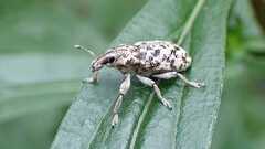 Cyphocleonus dealbatus