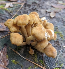 Desarmillaria