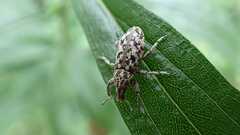 Cyphocleonus dealbatus