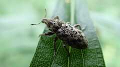 Cyphocleonus dealbatus