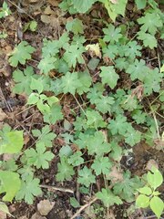 Geranium macrorrhizum