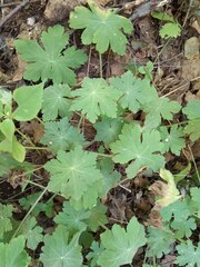Geranium macrorrhizum