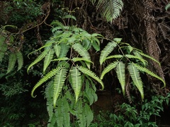 Dicranopteris