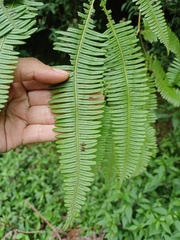 Dicranopteris
