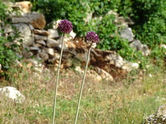 Allium commutatum