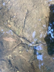 Actinopterygii