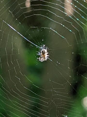 Araneidae