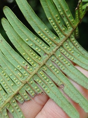 Dicranopteris