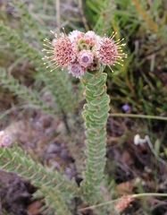 Leucospermum truncatulum