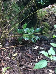 Corynocarpus laevigatus
