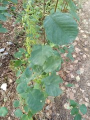 Amelanchier alnifolia