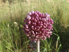 Allium commutatum