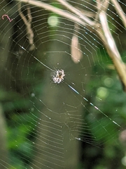 Araneidae