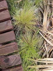 Eleocharis geniculata