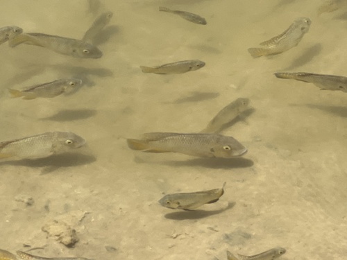 Guinean tilapia (Coptodon guineensis) — Cichlidae — 5