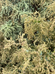 Atriplex lentiformis