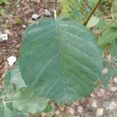 Amelanchier alnifolia